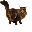 R3BEL_SQUIRREL-spooky_fun icon