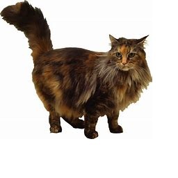 R3BEL_SQUIRREL-spooky_fun2 icon