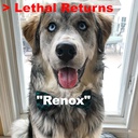 RNXIS-LethalReturns icon