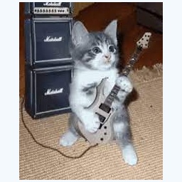 RabiosaStudios-Paco_Skins icon