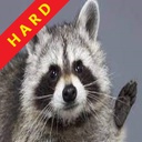 Raccoons-Hard icon