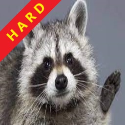 Raccoons-Hard icon