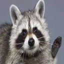Raccoons-Main icon