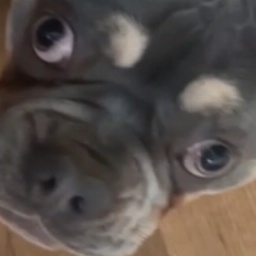 Ratsniffs-Ratsniff_Mods icon