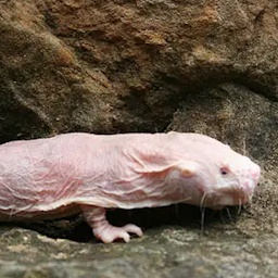 Rattenbonkers-RatMusic icon