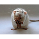 RatzPack-RatPack icon