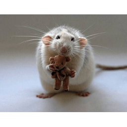 RatzPack-RatPack icon