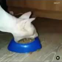 Ravrob-The_Shithouse icon