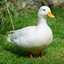 RayneyDay-Roaming_Ducks-1.0.7 icon