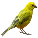 ReallyNotSuki-NotReallySuki_Pack_for_Friends icon