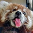 RedPanda-RedPandaPaintings icon