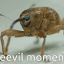 Regenberg-WeevilSounds icon