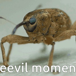 Regenberg-WeevilSounds icon