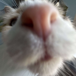 ReiTheGoat-elgrupomodpack icon