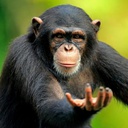 ReturnToMonke-ReturnToMonkeEssentials icon