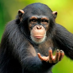 ReturnToMonke-ReturnToMonkeEssentials icon