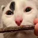 Revies-odd_videos icon