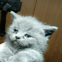 Revolution-pumbasmodpack icon