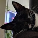 Rezzmann-Snuskins_Valheim_Modpack icon