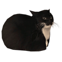 Risky_Ringtails-Meowdy_Pawnder icon
