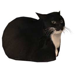 Risky_Ringtails-Meowdy_Pawnder icon