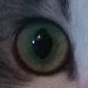 RoadToast-RoadToasts_Custom_Songs icon