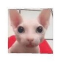 RobloxFan-LethalKittyCafe2 icon