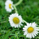 Rolo-DaisyChain icon