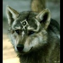 SCHosting-SCHosting icon