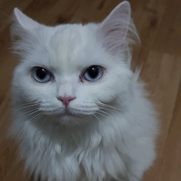 SackRue-PlayLitst icon