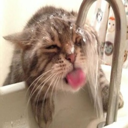 Sanana-ChaoticCatClubModPack icon