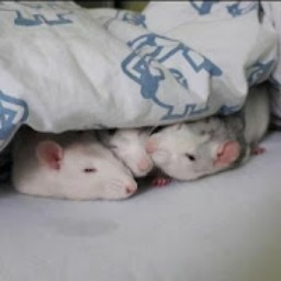 Sanderk35-TheSanderk35Mod icon