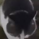 SauceCabinet-SauceCabinetSuits icon