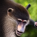 Savi-SavisStuperStuoolModPackRR icon