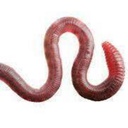 Scottydot3-Wormypack icon