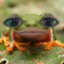 SenpaiThePanda-DeathWithFriends icon