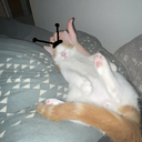 Sensho-SenshoTVvideos icon