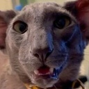 ShitShackers-ShackGaming icon