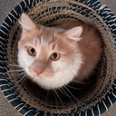 Shmormius-Cat_Paintings icon