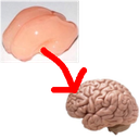 SigEp-WrinklerPatcher icon