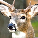 SillyJilly-sillydeer icon