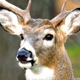 SillyJilly-sillydeer icon