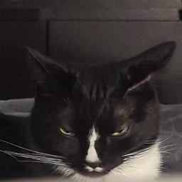 Silly_Kittens-Silly_Lil_Kittens icon