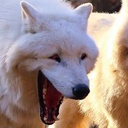 SilverWolff-SilverWolff_Modpack icon