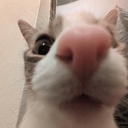 SirWaffly-VRCAvatars icon