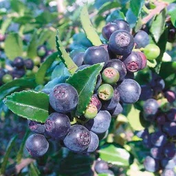 Skinwalker-Huckleberry_Posters icon