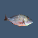 Skript-Fish_Sword icon