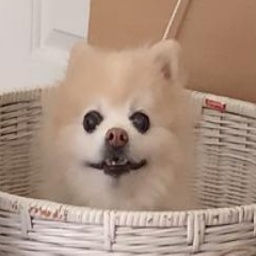 Slobberymist-LouieCompany icon