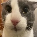 Slugcats-TheLethalCast icon