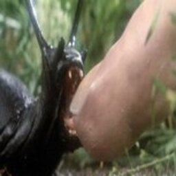 Sluggymon-Lethal_Slugs icon